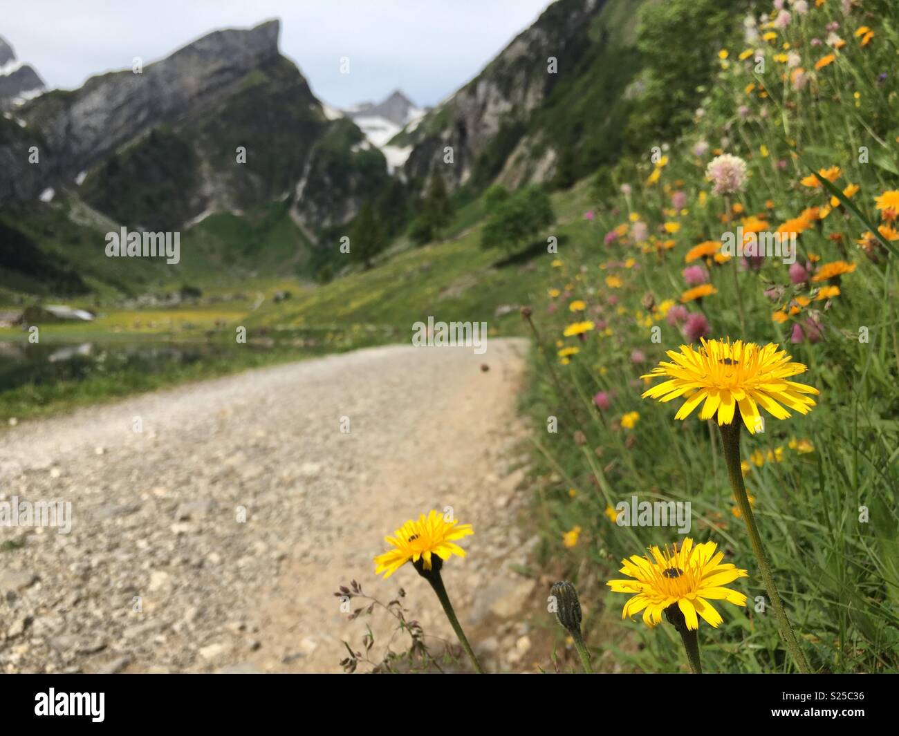 Wild flowers at Seealpsee, Switzerland Stock Photo Alamy