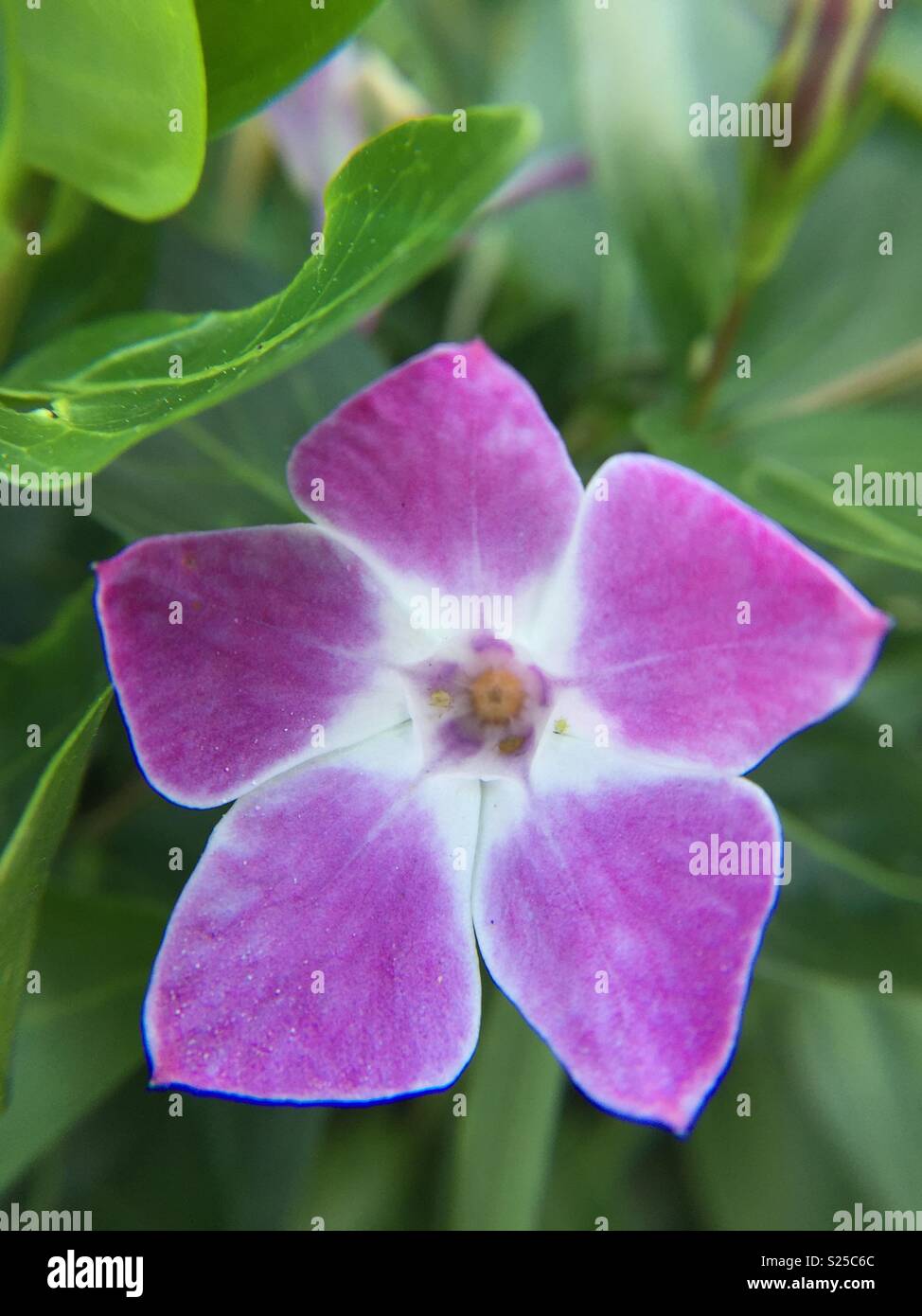 Small pink flower found close to the sea. Taken using an iPhone 6 with an attached magnifying lens. Stock Photo