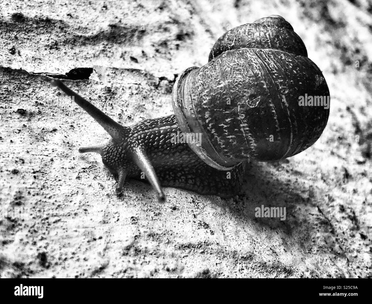 Snail II Stock Photo