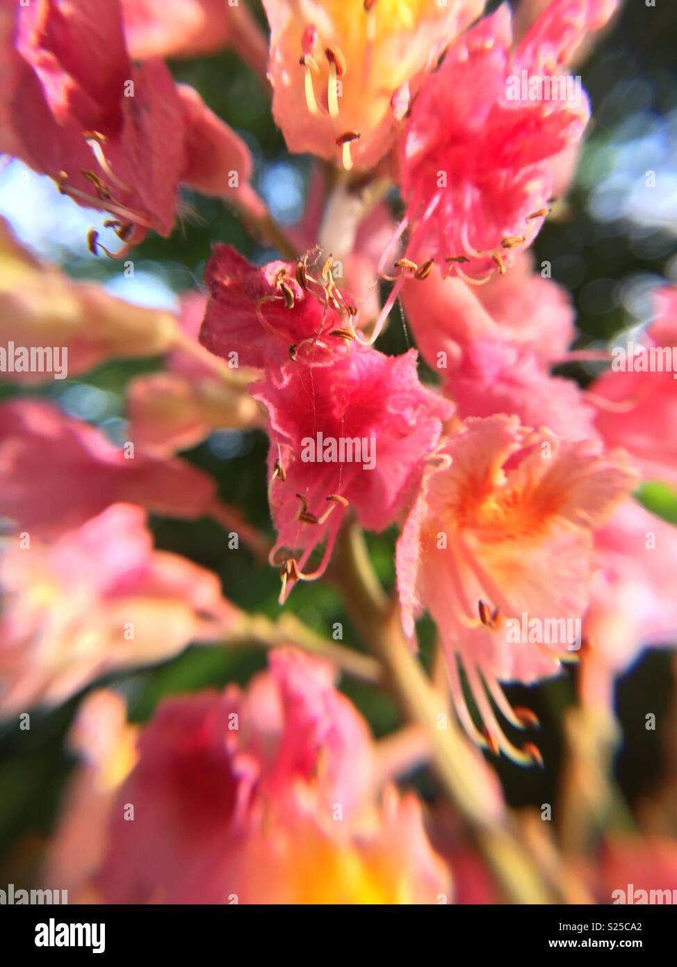 Type of rhododendron flower. Photographed using an iPhone 6 with an attached magnifying lens. Stock Photo