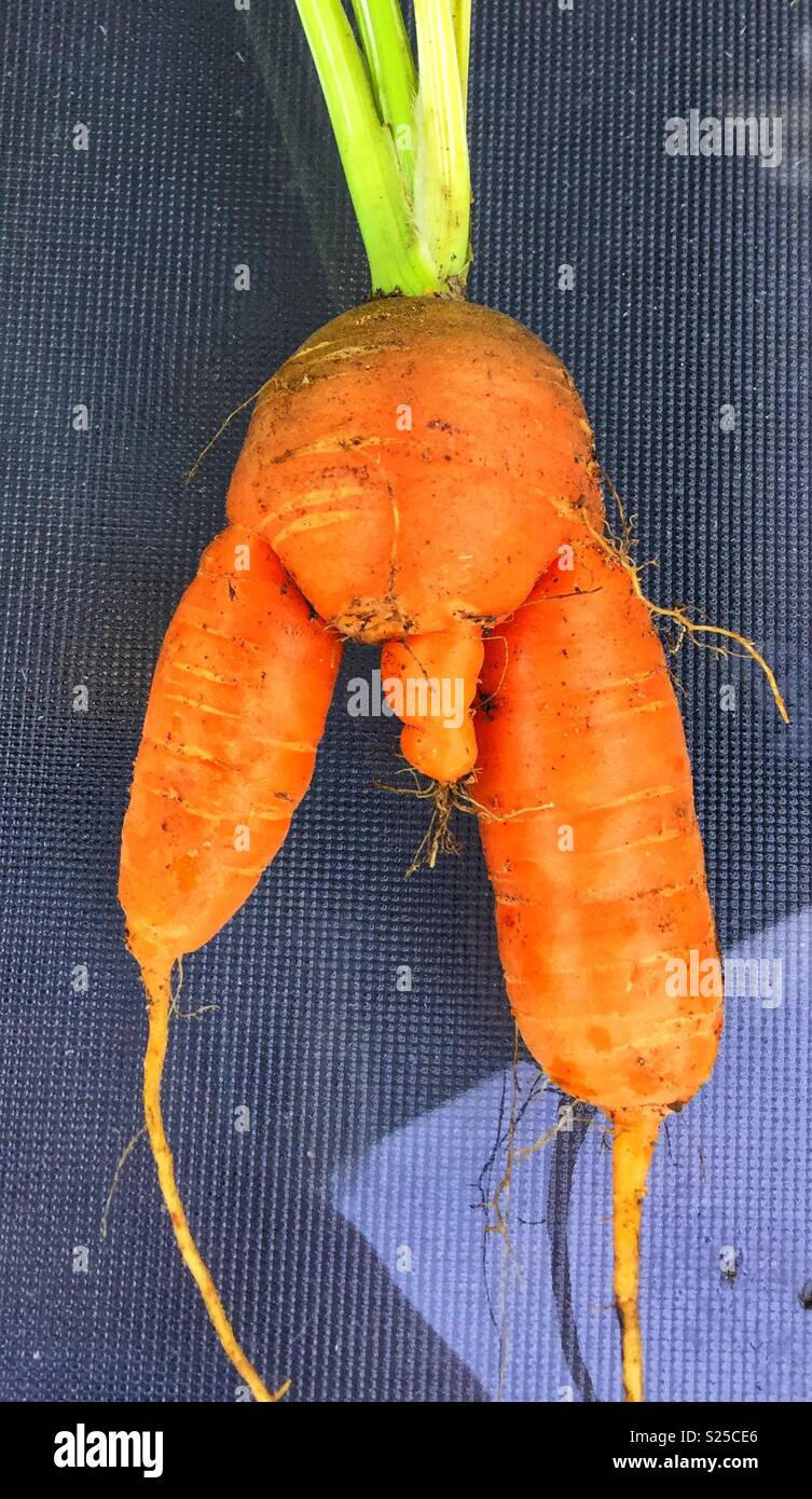 Misshapen carrot, abnormal vegetable Stock Photo