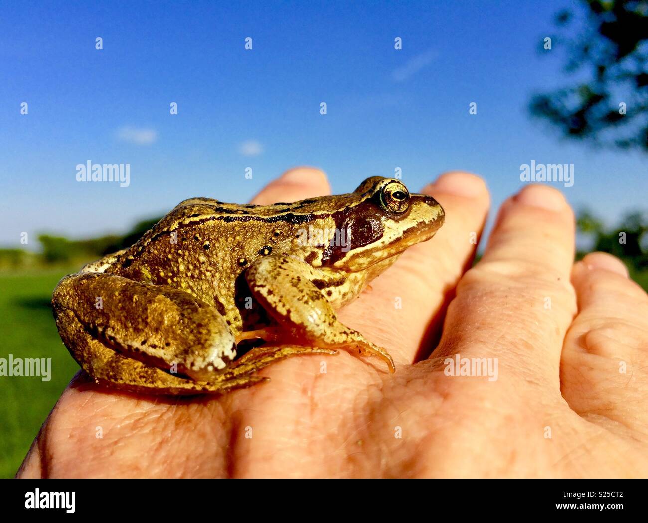 Frog on Hand - Smartphone Captured Stock Image