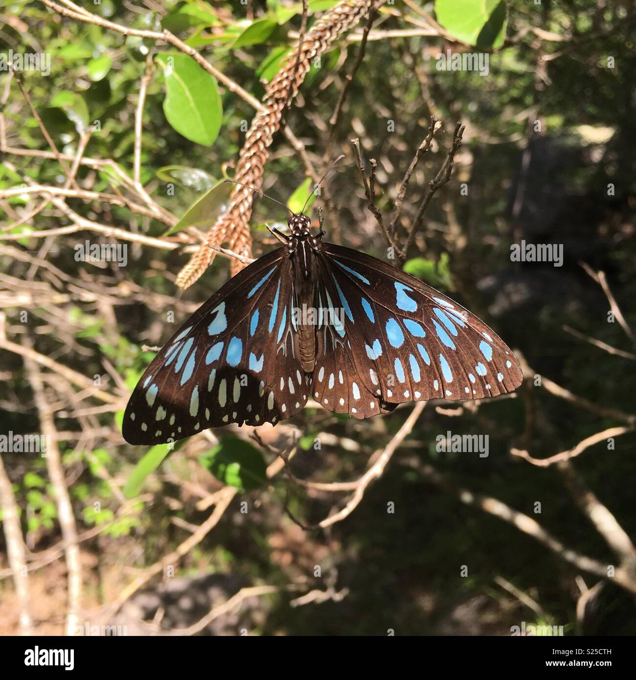 Blue Tiger butterfly in the cool rain forest on Magnetic Island. Stock Photo