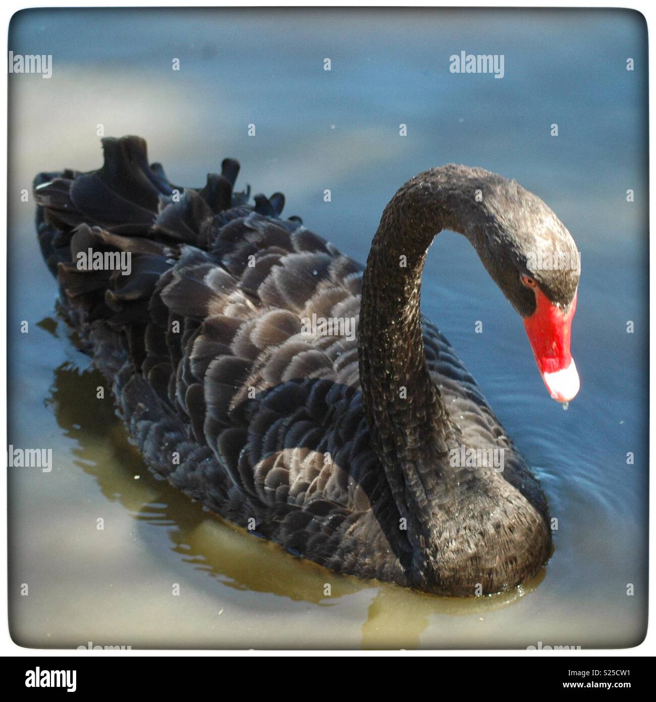 Black Swan. Australian black swan swimming in a lake. Stock Photo
