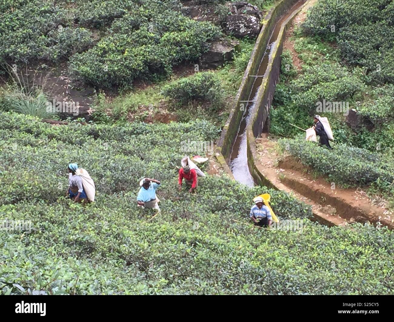 Yes pickers in Sri Lanka Stock Photo