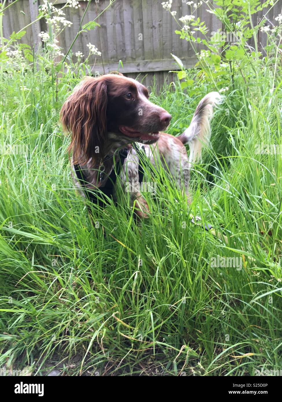 Springer spaniel in long grass hi-res stock photography and images - Alamy