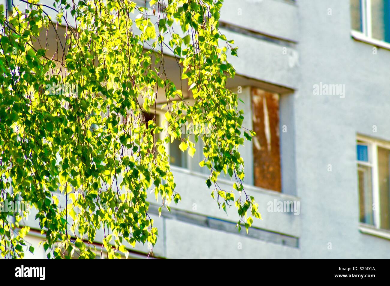 sunny spring morning - Smartphone Captured Stock Image