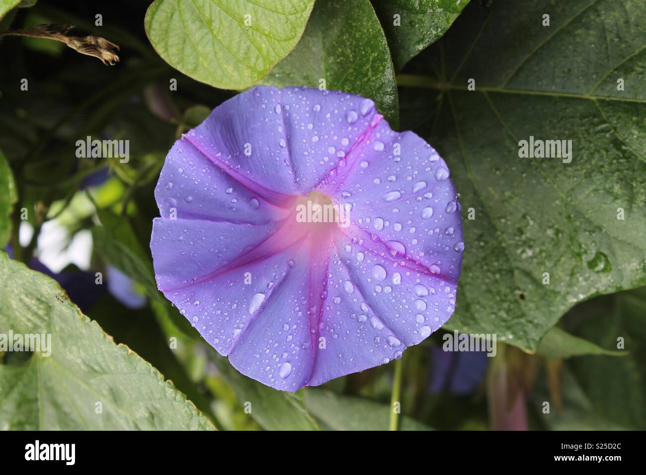 Purple flower rain water nature hi-res stock photography and images - Alamy