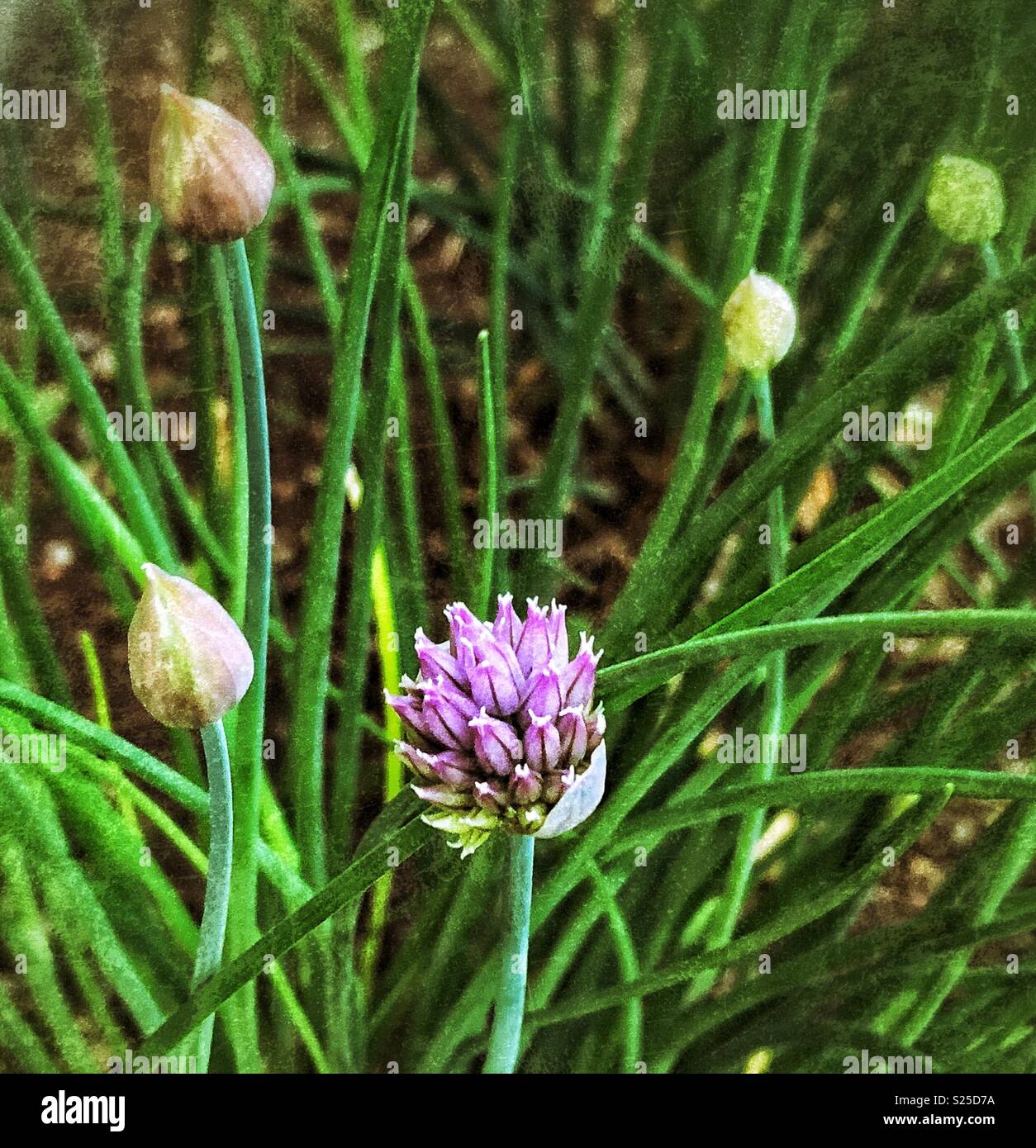 Chive plant with purple flower and buds in a garden - Smartphone Captured Stock Image