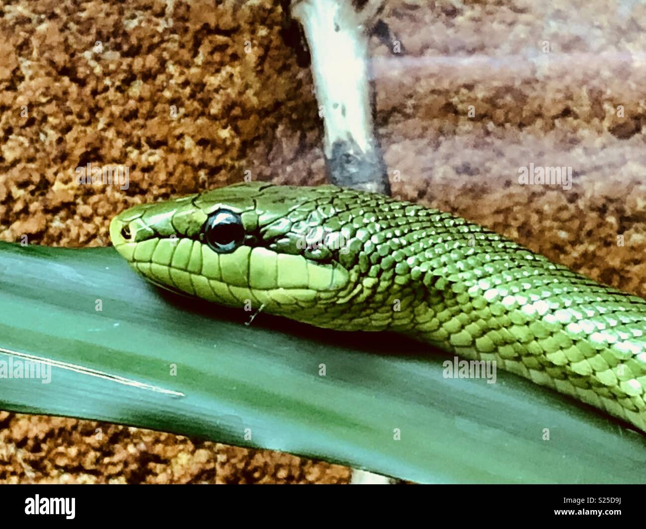 Super green snake Stock Photo Alamy