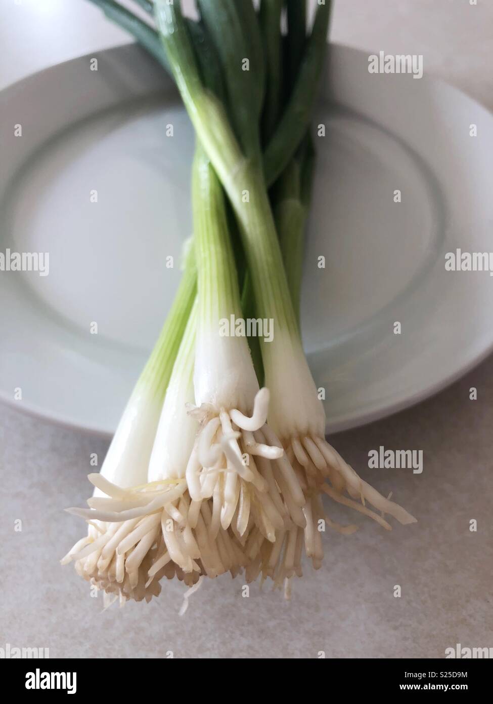 Green onions - Smartphone Captured Stock Image