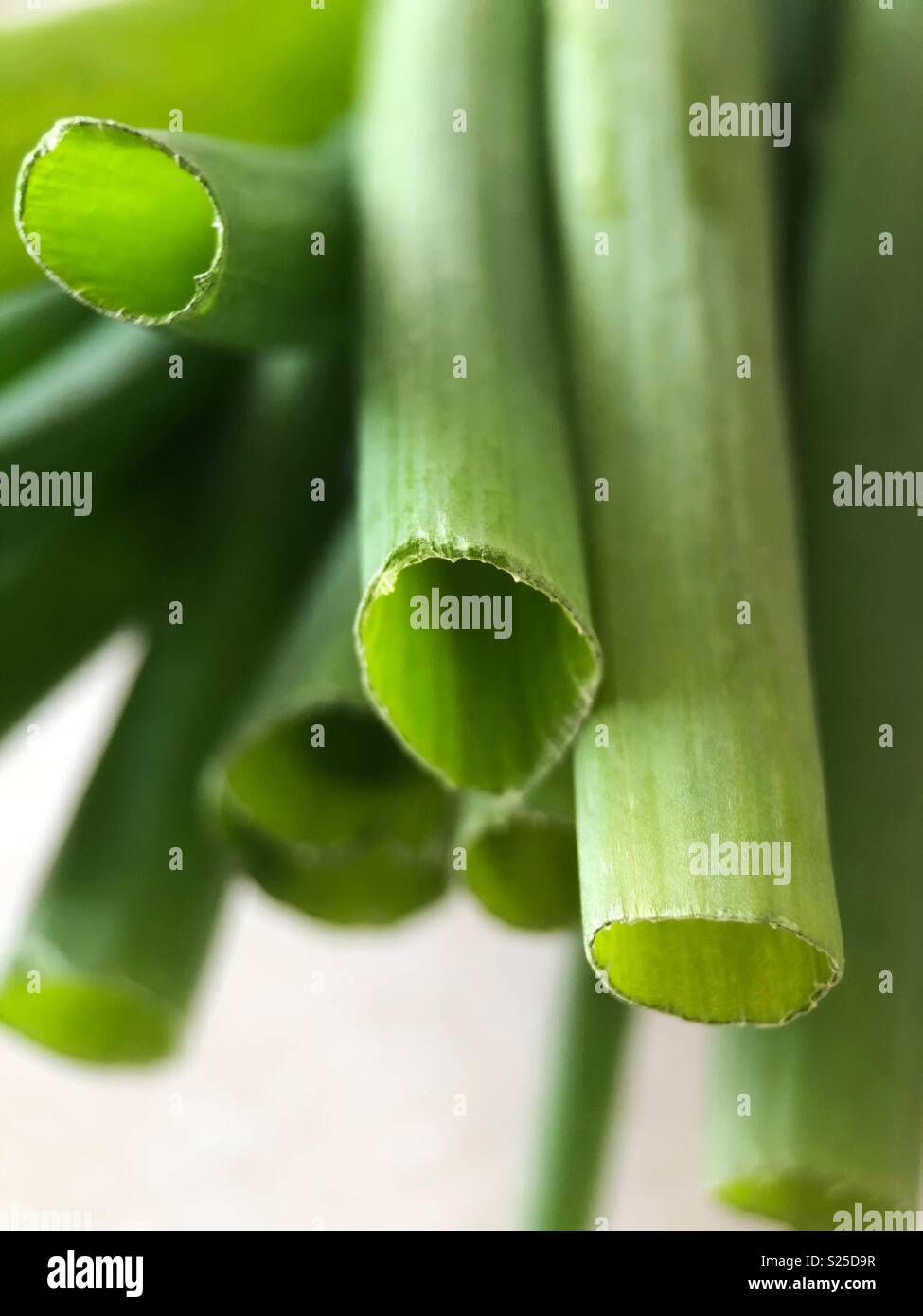 Up close of green onions Stock Photo