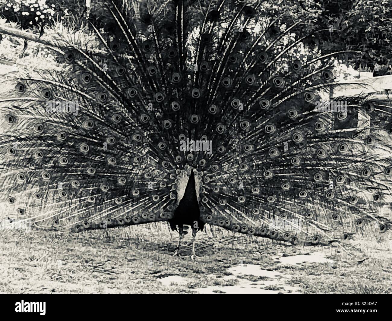 Black Peacocks Black And White Peacock Full Tail S25DA7