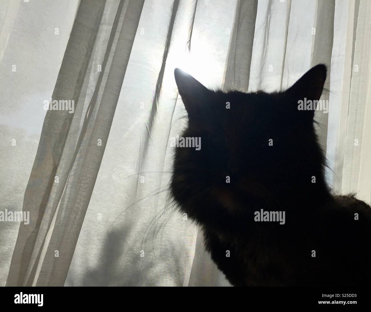 Cat silhouette by curtain in morning light Stock Photo