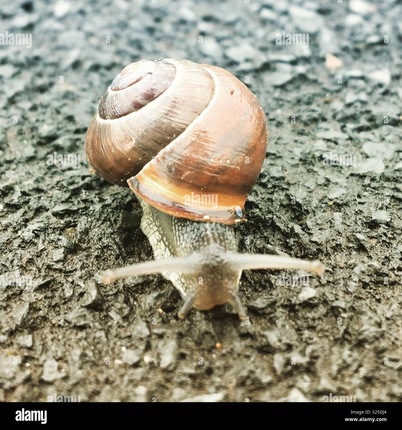 Snail out after the rain Stock Photo