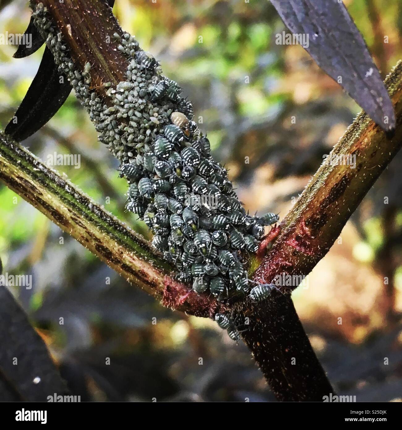A swarm of black bugs on a branch Stock Photo Alamy