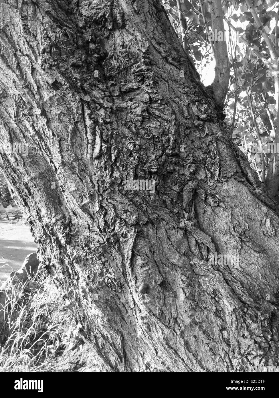 Tree bark Black and White Stock Photos & Images Alamy