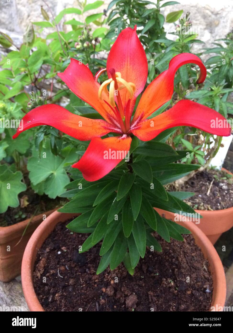Lily asiatic hi-res stock photography and images - Alamy