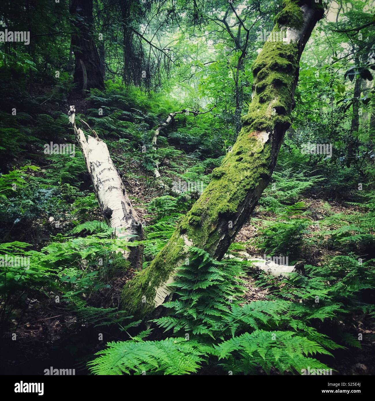 Moss and ferns on old trees in wood - Smartphone Captured Stock Image