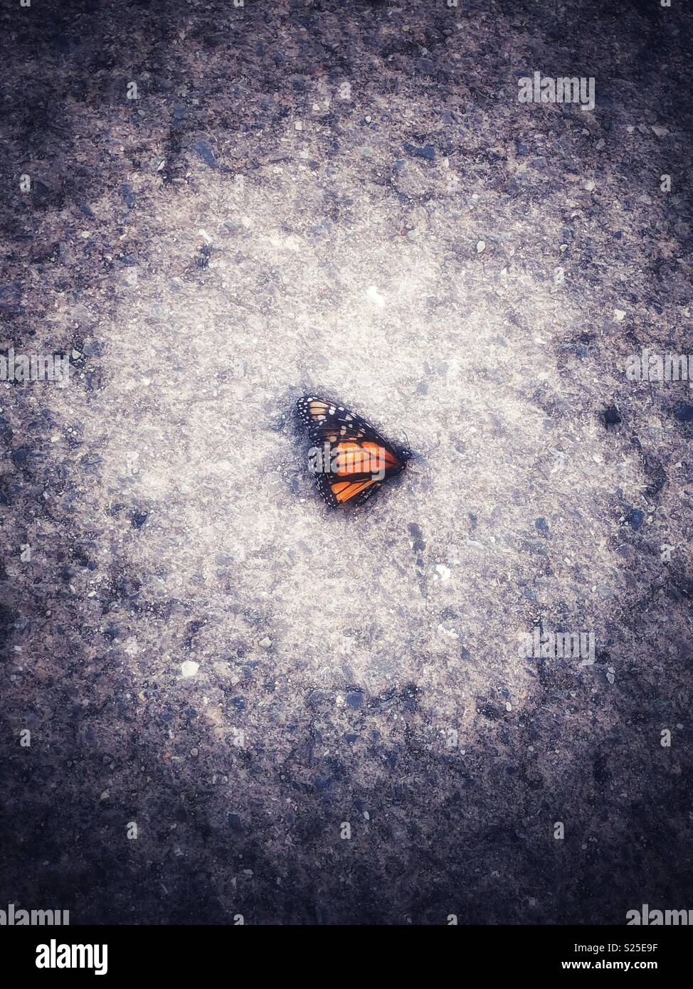Dead monarch butterfly on footpath Stock Photo
