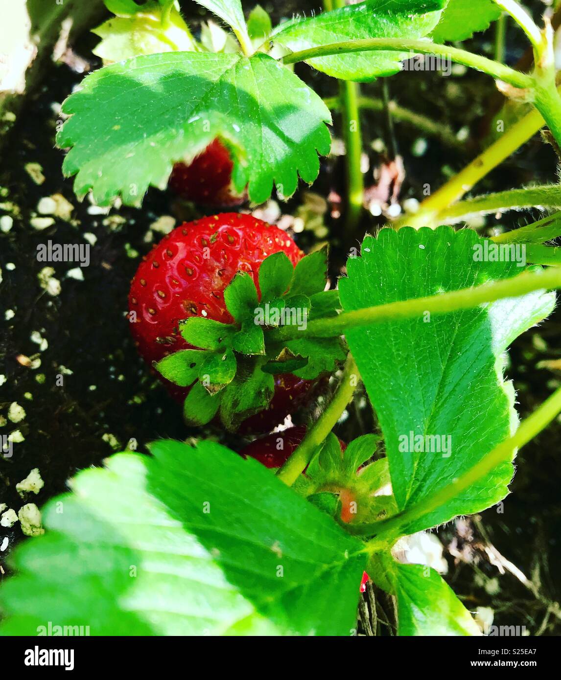 Up close shot of a potted strawberry plant blooming. Green leafs and red berries. Stock Photo