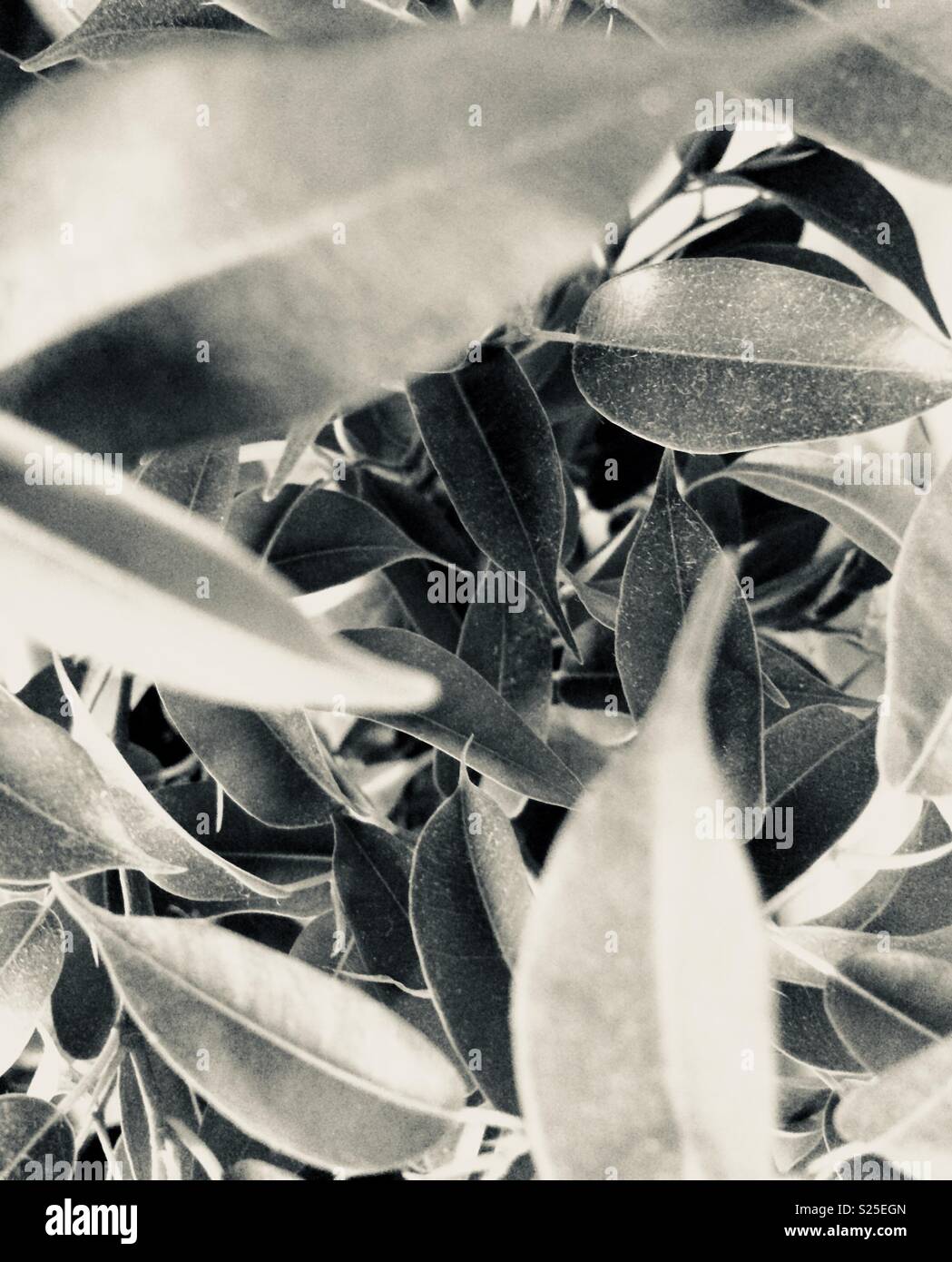 Black and white photo view through foliage of ficus benjamina - weeping fig - Smartphone Captured Stock Image