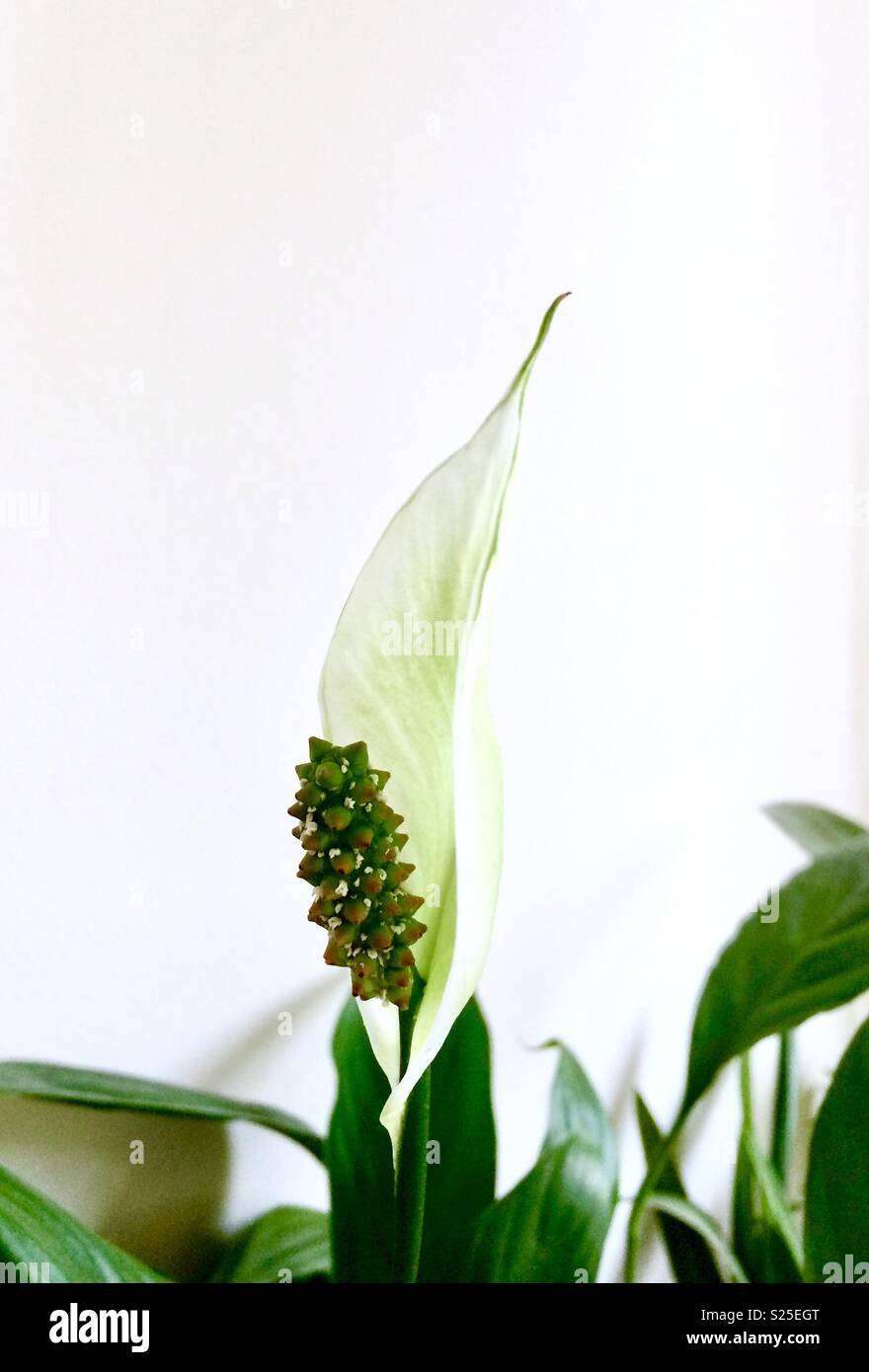 Flower of peace lily Stock Photo Alamy