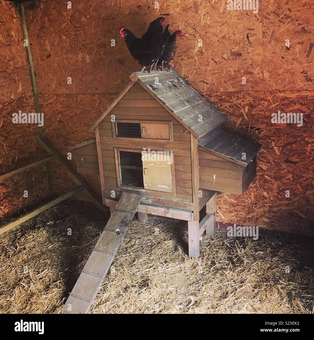 Chickens on their coop Stock Photo Alamy