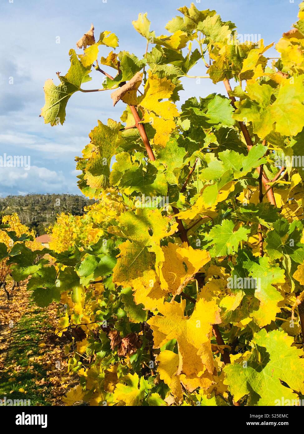 Winter grape vines at boutique winery in Tasmania, Australia Stock