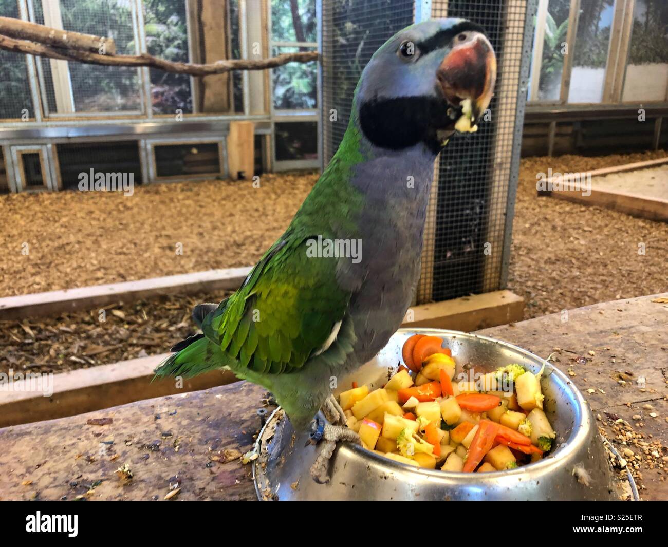 Parrot eating fruit Stock Photo Alamy