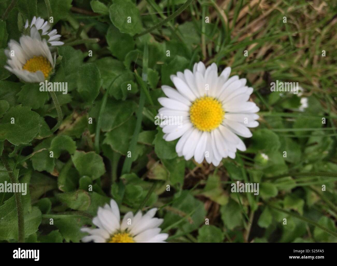 Single white daisy Stock Photo