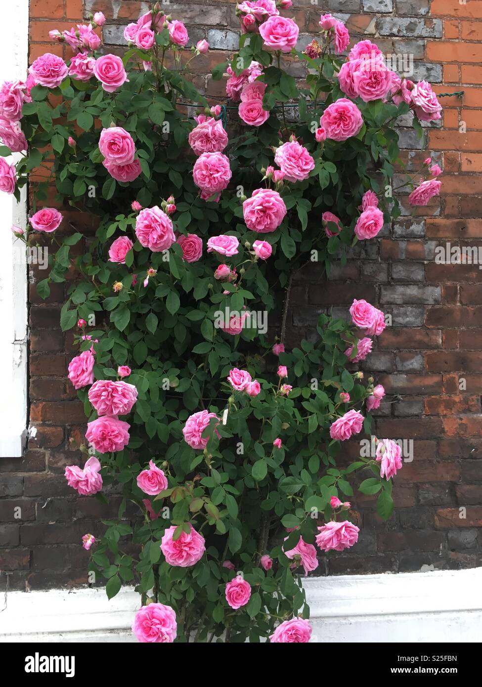 Romantic rose flowers Stock Photo - Alamy