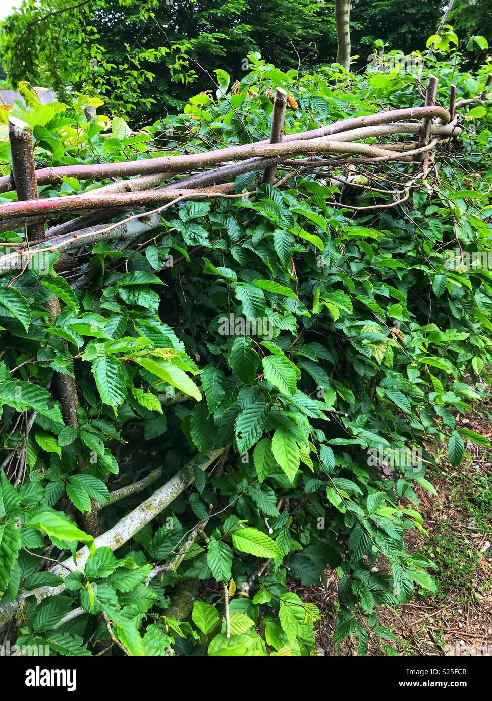 Cut beech hedge hires stock photography and images Alamy