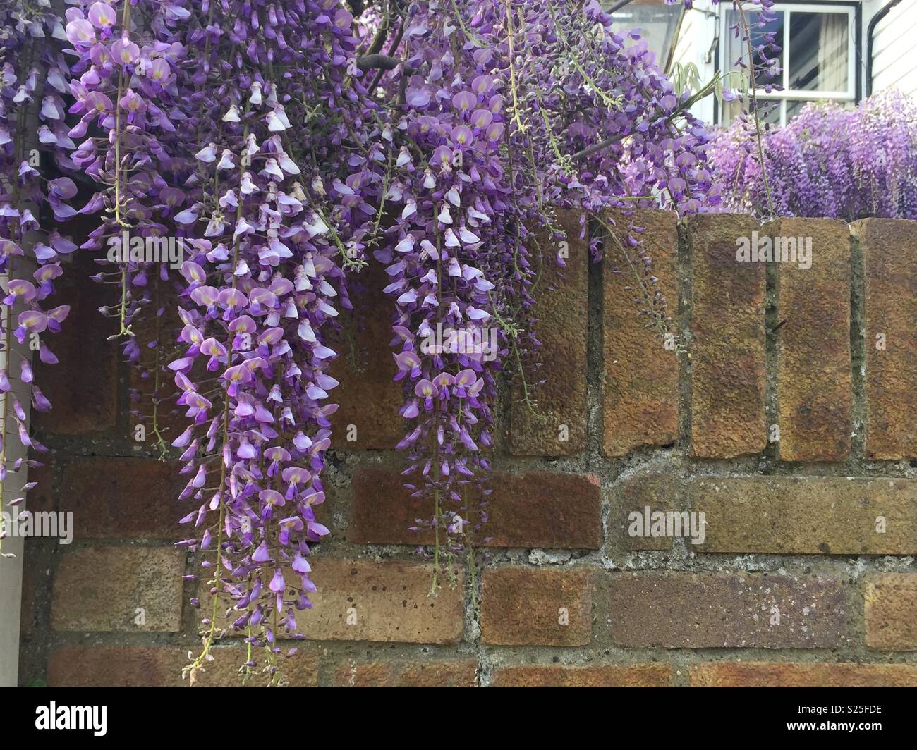 Purple Wisteria Hanging Over A Wall Stock Photo Alamy