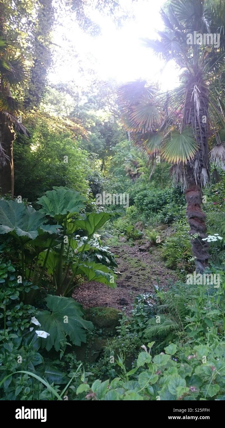 Sub-tropical gardens between St Ives and Treganna Castle, Cornwall Stock Photo