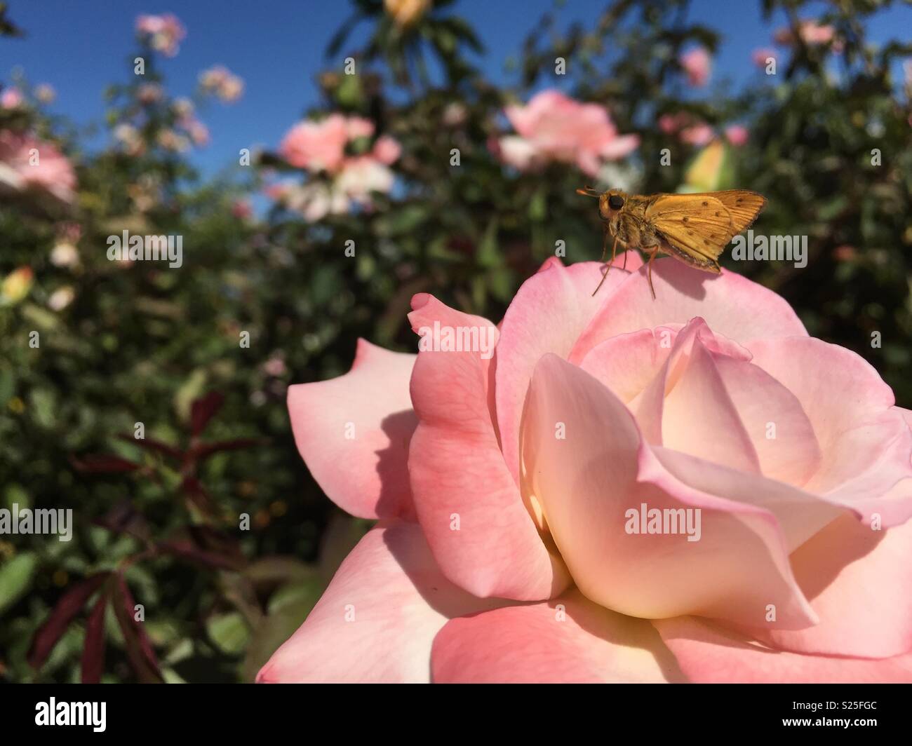 Butterfly on a rose Stock Photo