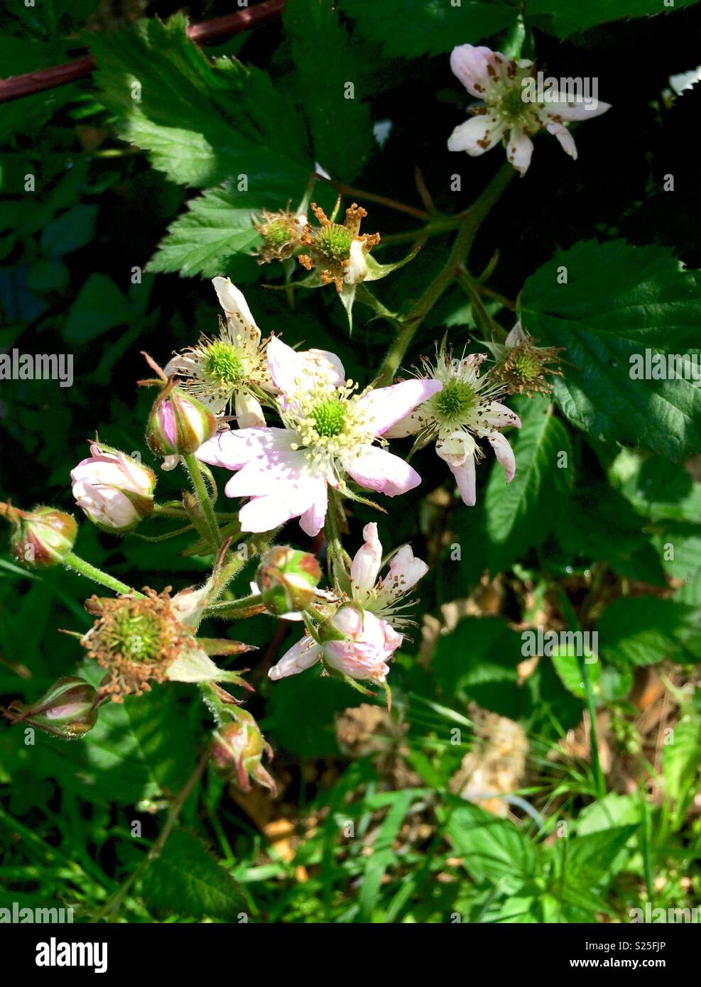 Blackberry in flower Stock Photo