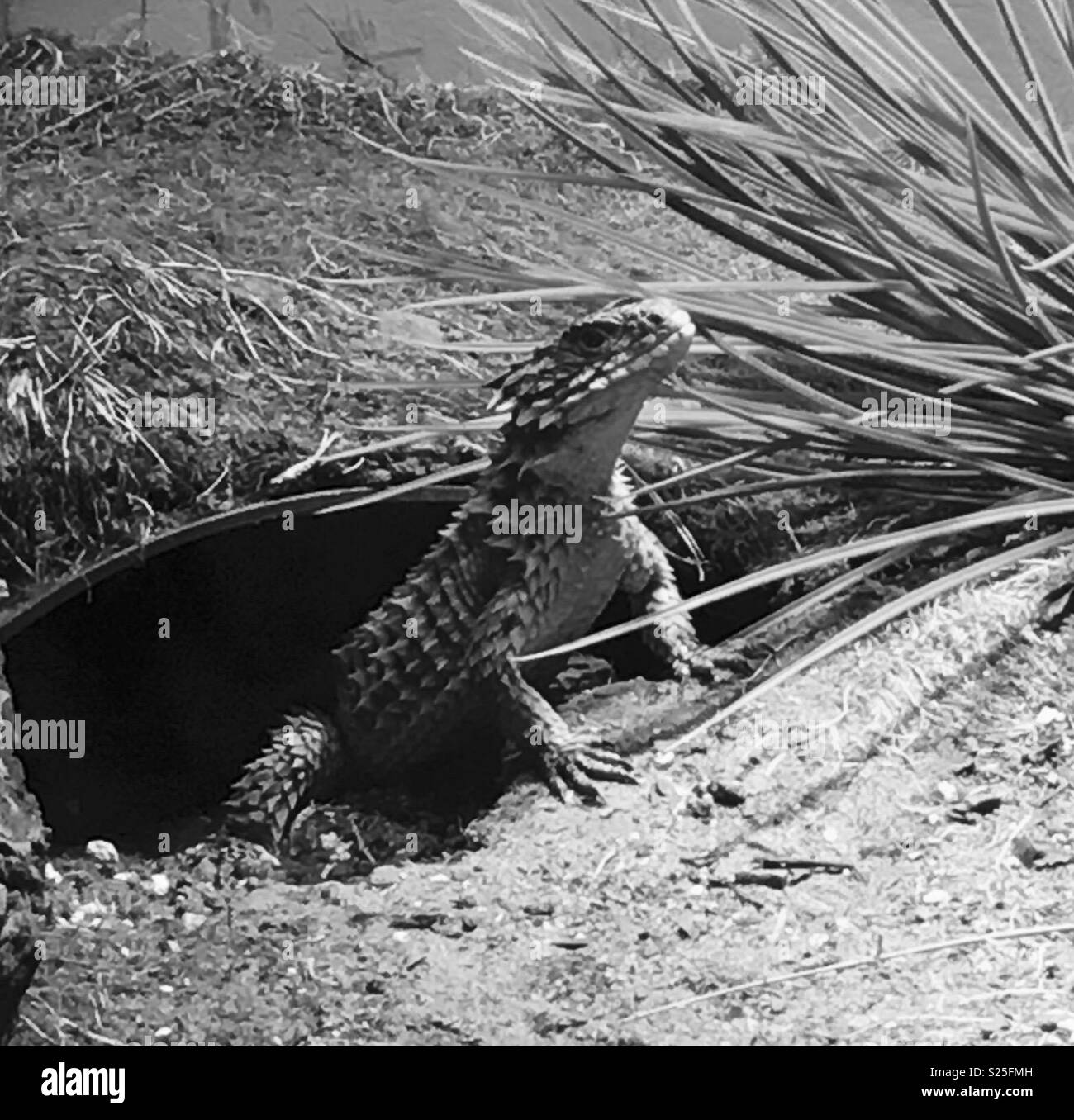 ‘Sun gazer’ lizard in black & white Stock Photo