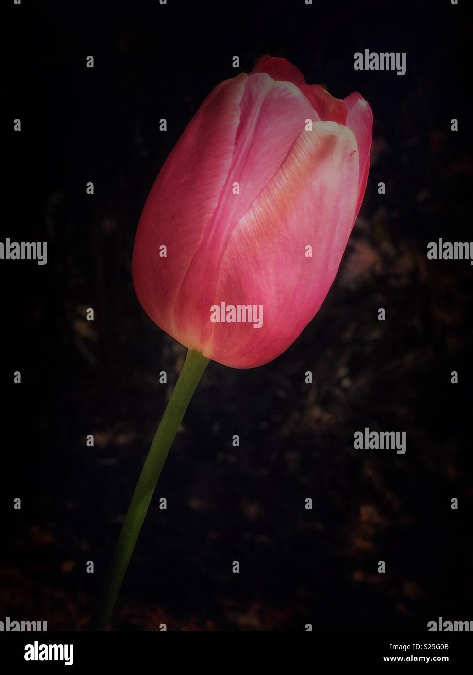 A single pink tulip in a patch of light, with dark background. - Smartphone Captured Stock Image
