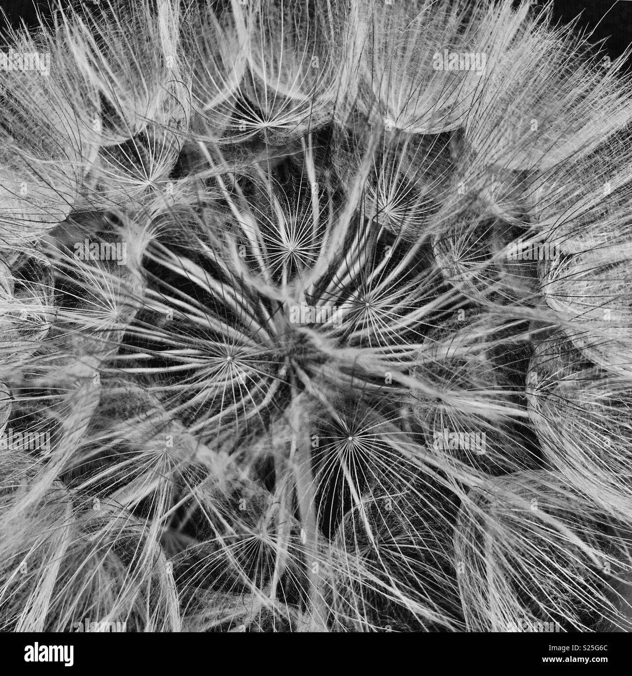 Dandelion Seeds Black and White Stock Photos & Images - Alamy