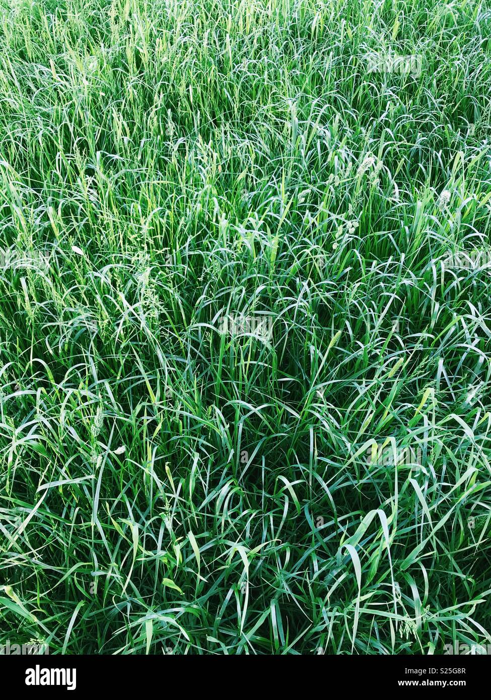 Lush grass growing in a field for sileage in Northumberland, England. - Smartphone Captured Stock Image