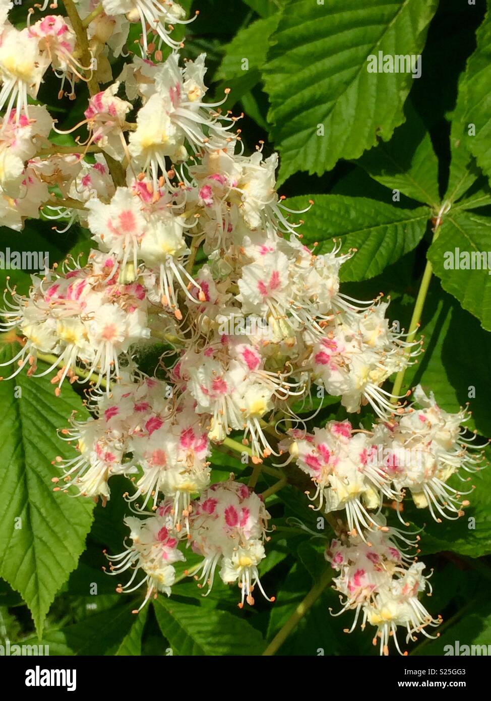 Flower of the Horse Chestnut Tree, Whiston, Knowsley, United Kingdom. - Smartphone Captured Stock Image
