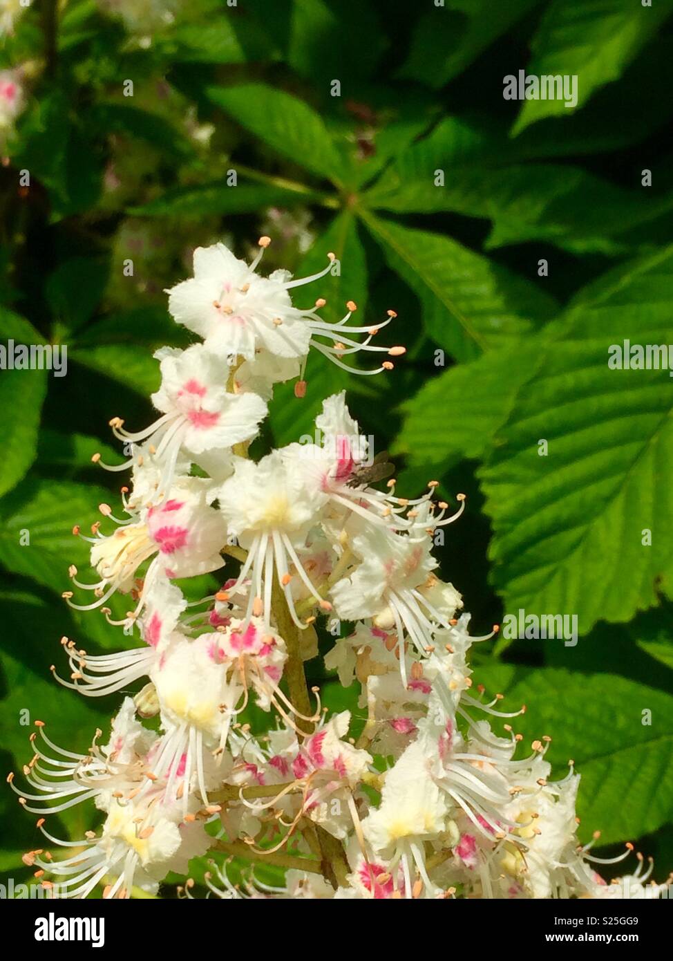 Flower of the horse chestnut tree. Whiston, Knowsley, United Kingdom. - Smartphone Captured Stock Image