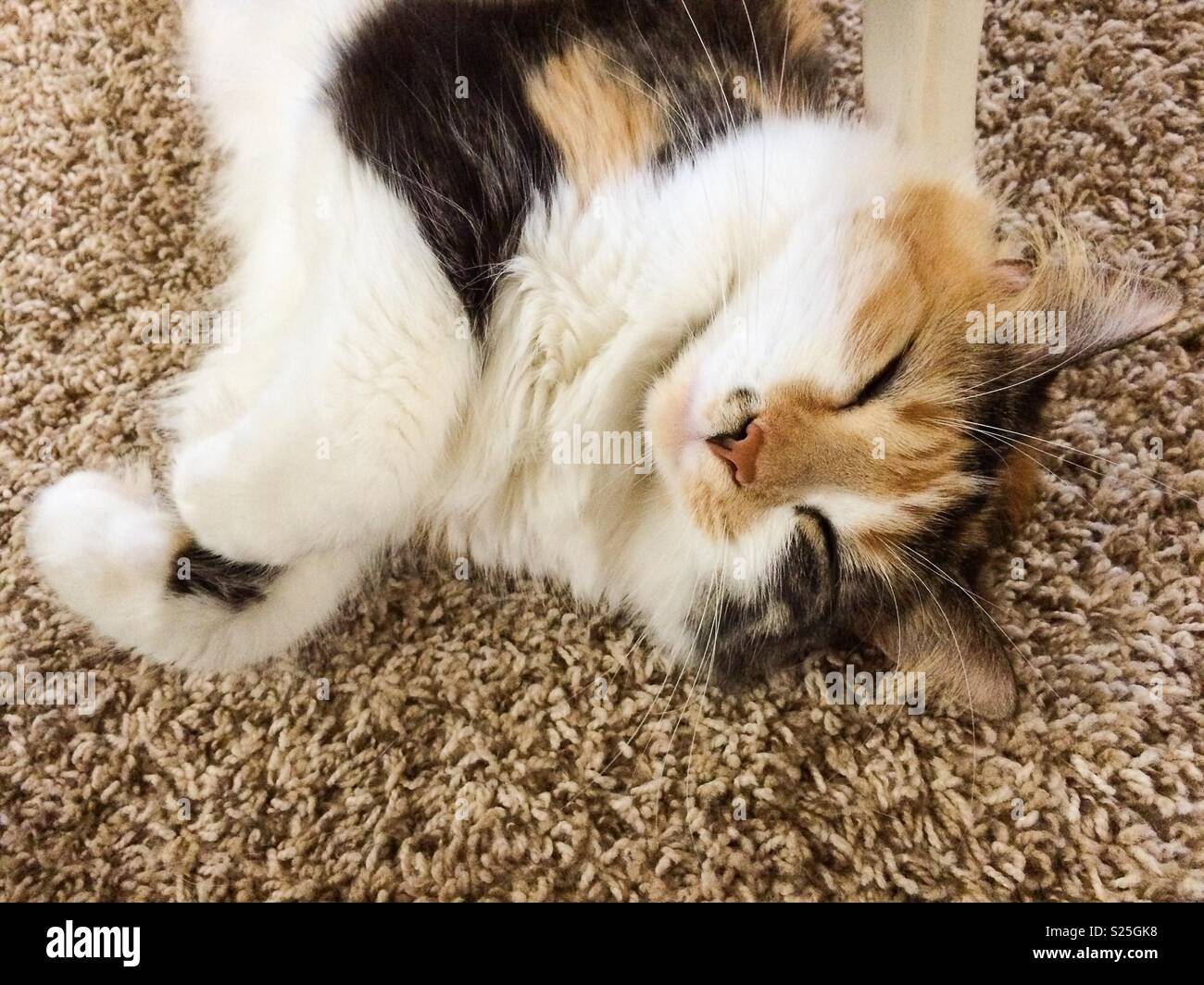 Long haired cat sleeps on floor Stock Photo Alamy