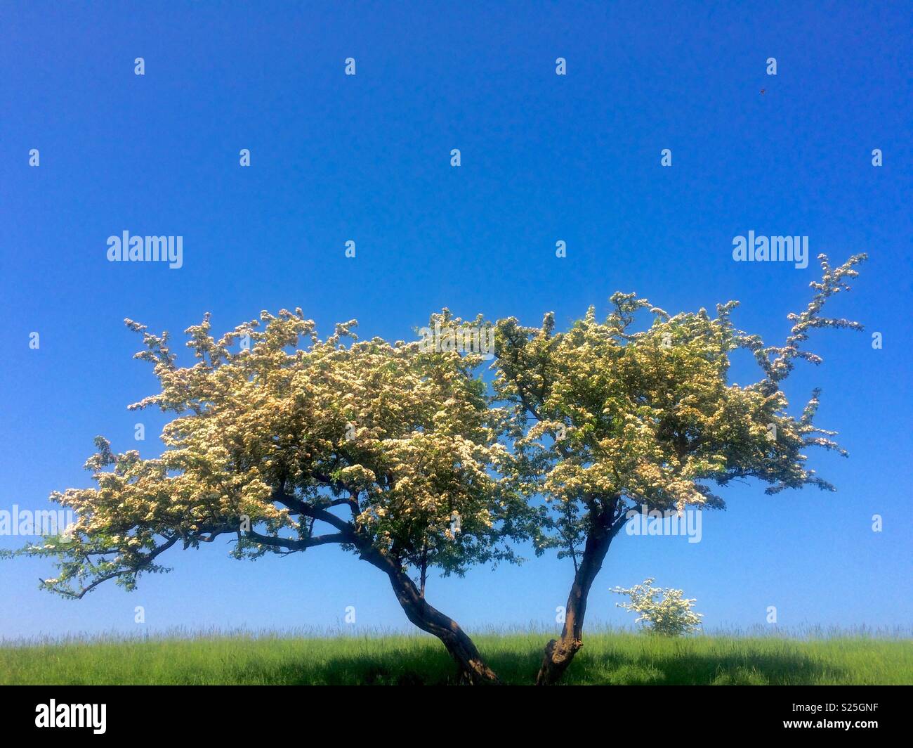 Tree with white blossoms on a hot summers day in Phoenix Park, Dublin, Ireland. - Smartphone Captured Stock Image