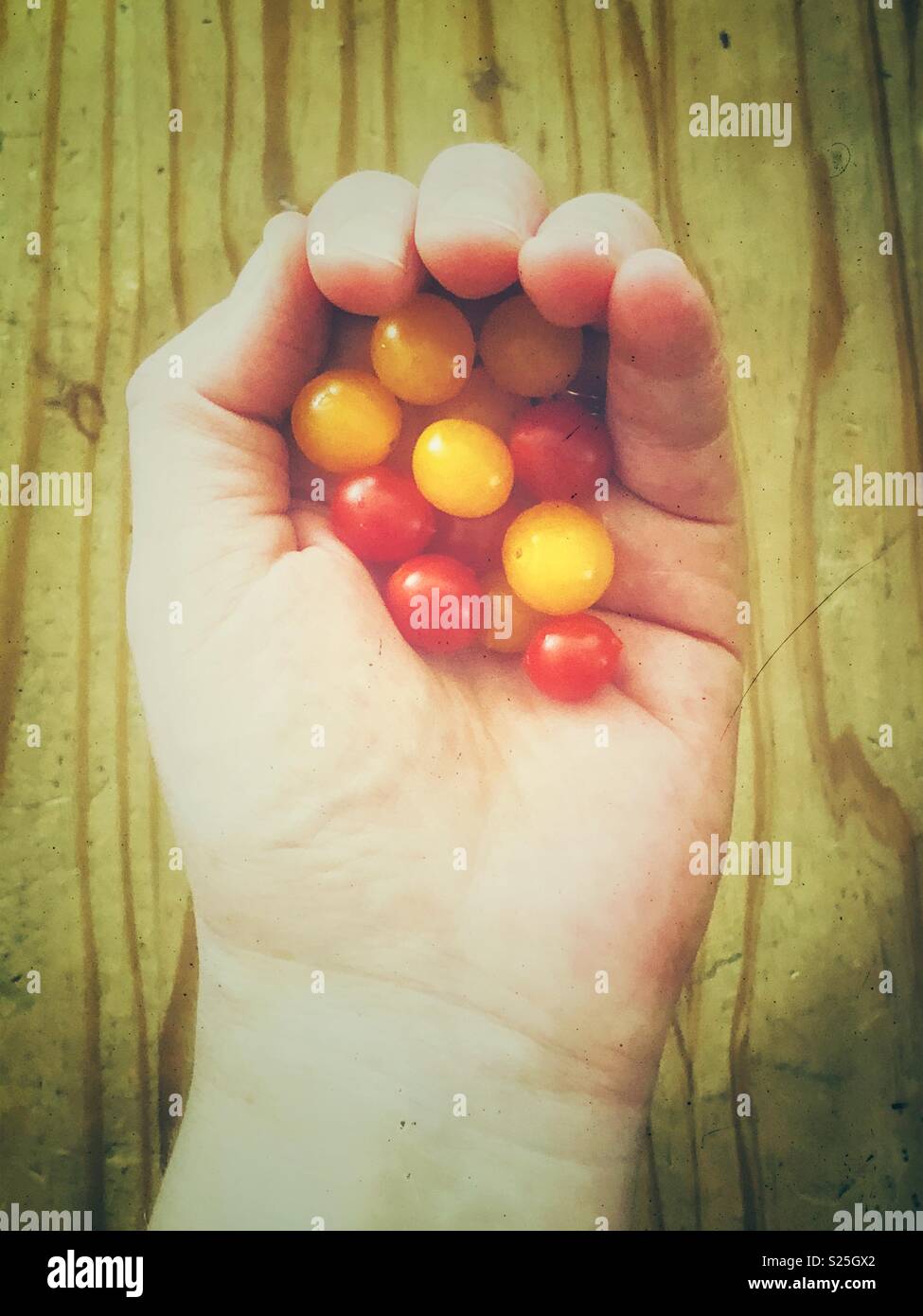 Tomberry tomatoes in a person’s hand - Smartphone Captured Stock Image
