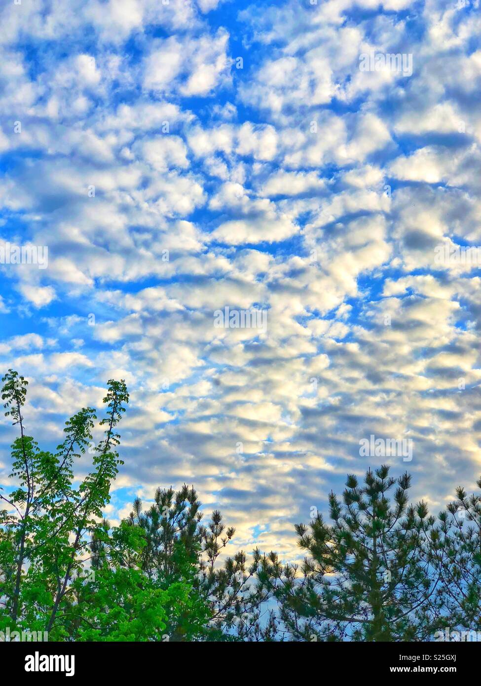Altocumulus clouds in a bright blue shy with green trees below Stock Photo