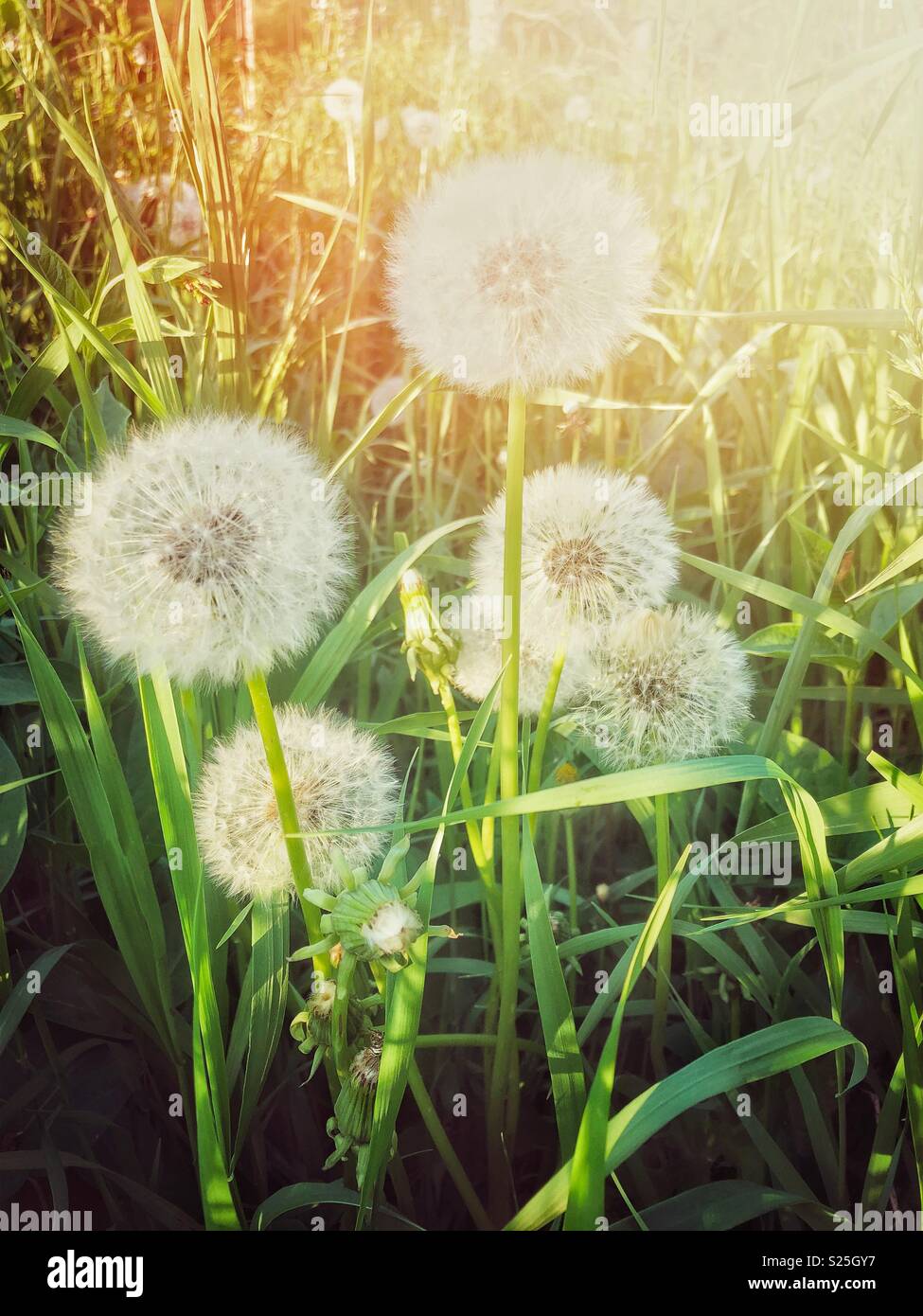 Fluffy dandelions that have gone to seed in long grass with evening sunset lighting Stock Photo