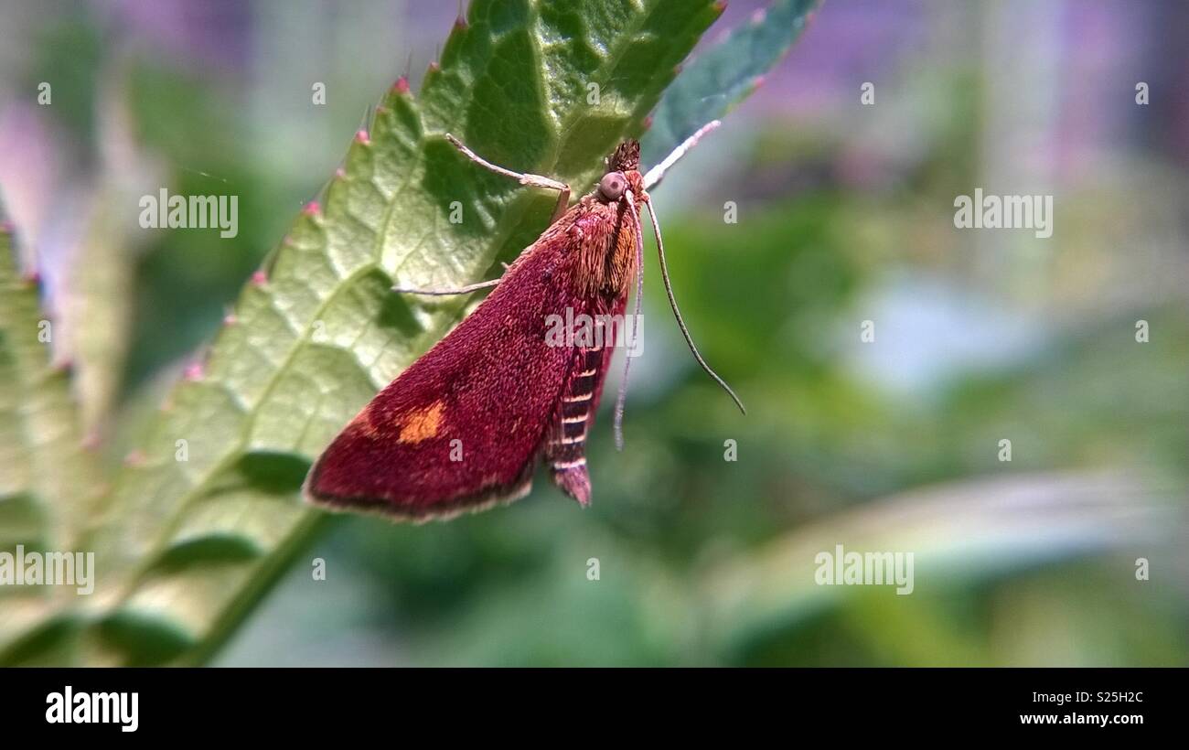 Small Red Moth Stock Photo Alamy