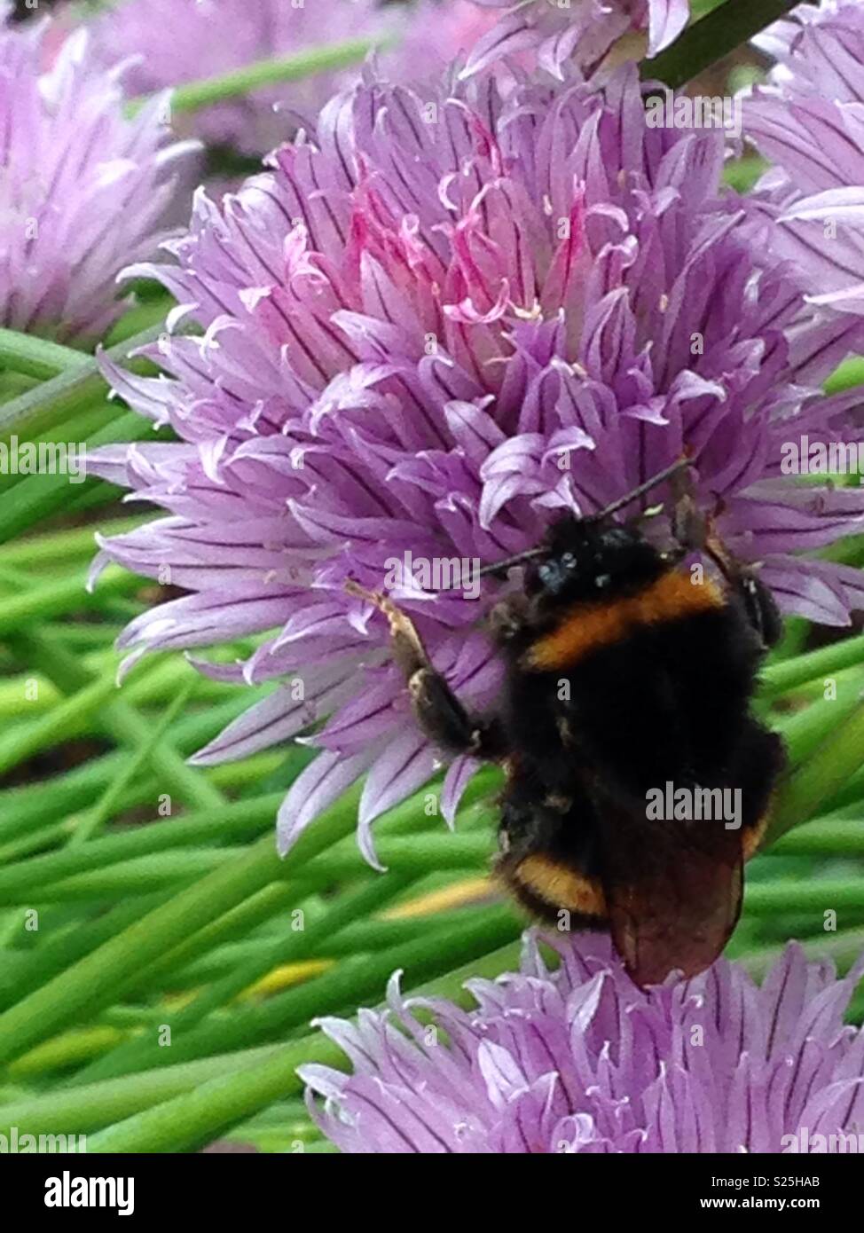 Bee Chive Flower High Resolution Stock Photography and Images - Alamy